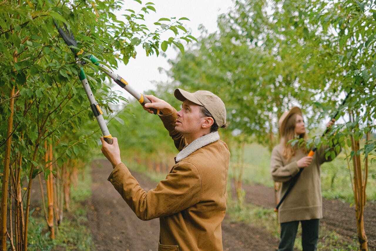 Tree Branch Trimming